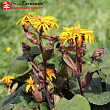 Бузульник зубчатый 