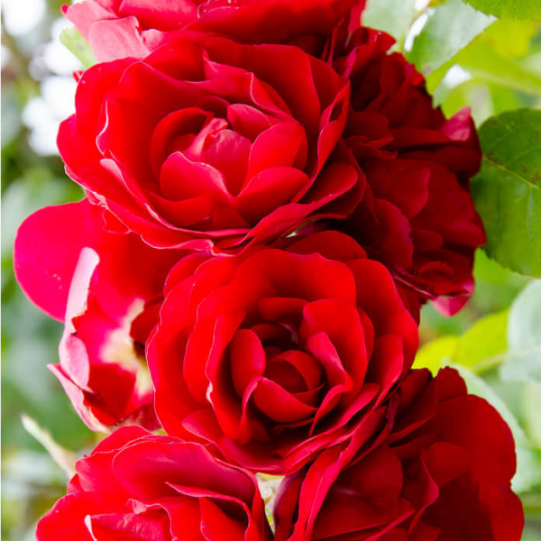 Роза плетистая "Amadeus"