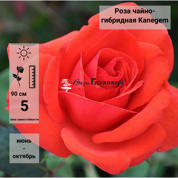 Роза чайно-гибридная "Kanegem"