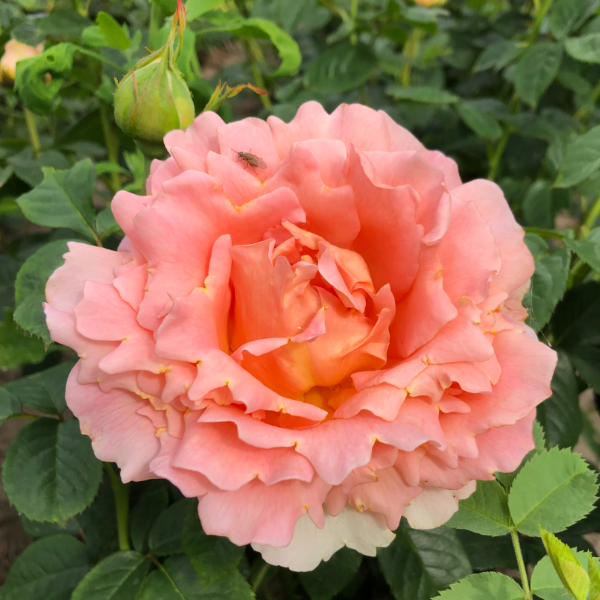 Роза плетистая "Polka"