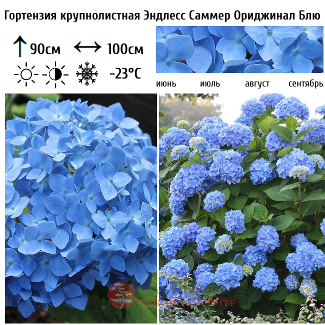 Гортензия крупнолистная "Эндлесс Саммер Ориджинал Блю"