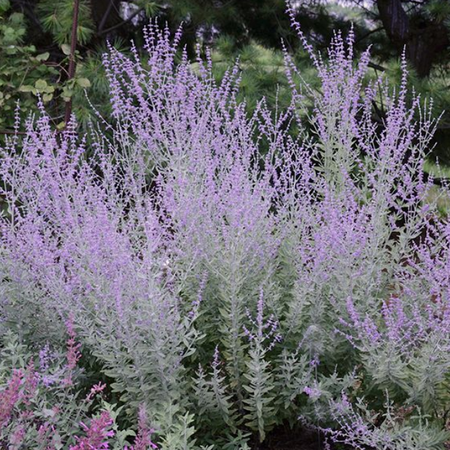 Перовския гибридная "Литтл Спайр"