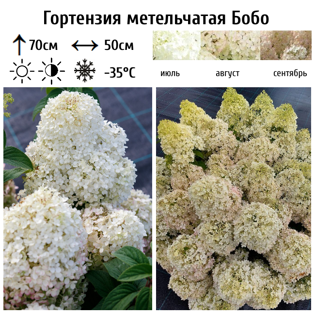 Гортензия метельчатая "Бобо"