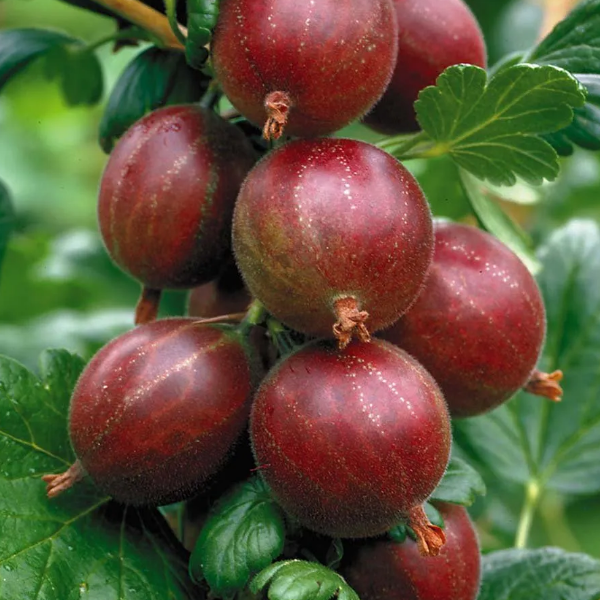 Крыжовник "Хиннонмаки Ред"