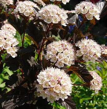 Пузыреплодник калинолистный "Саммер Вайн" 