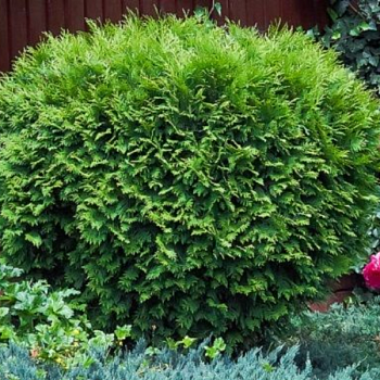 Туя западная "Литл Гиант" 