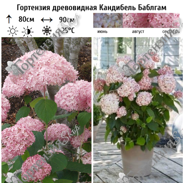 Гортензия древовидная "Кандибель Баблгам"