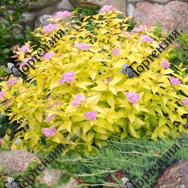 Спирея японская "Голден Принцесс"