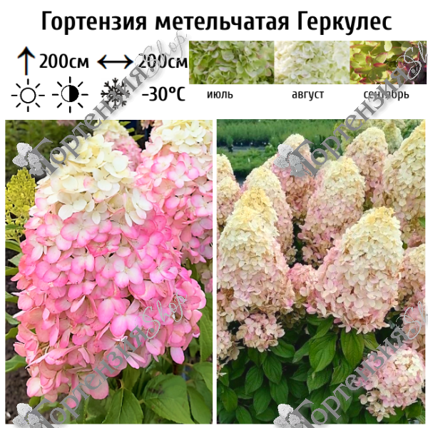 Гортензия метельчатая Геркулес