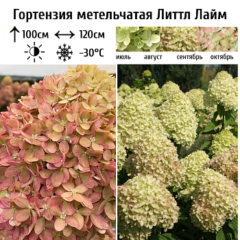 Гортензия метельчатая "Литтл Лайм" 