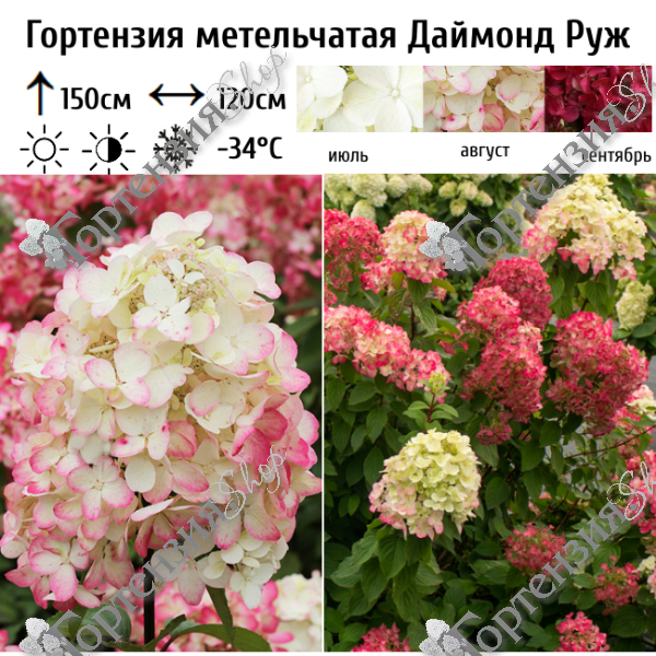 Гортензия метельчатая "Даймонд Руж"