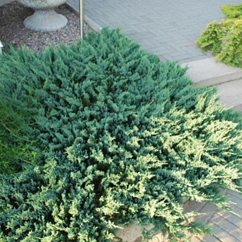 Можжевельник горизонтальный "Блю Чип" 