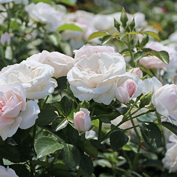 Роза полиантовая "Aspirin" 