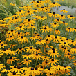 Рудбекия блестящая