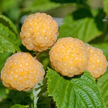 Малина "Голден Блисс" 