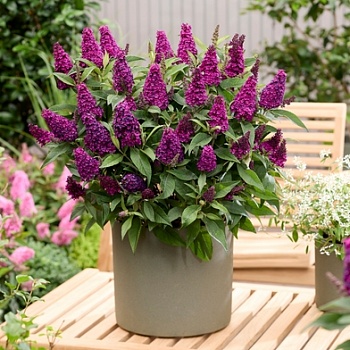 Буддлея Давида "Баттерфляй Канди Литтл Маджента" 