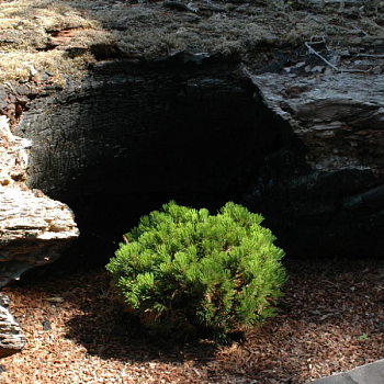 Сосна горная "Шервуд Компакт"  
