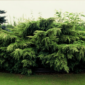 Можжевельник средний "Пфитцериана Ауреа" 