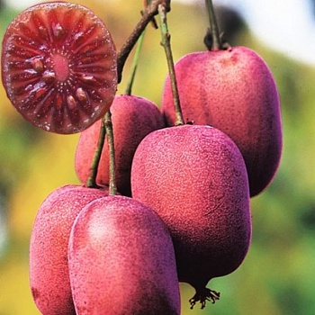 Актинидия аргута "Кенс Ред" 