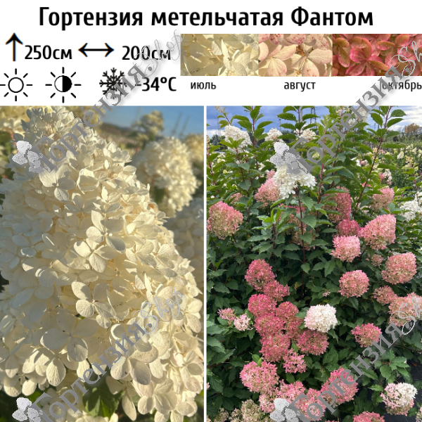 Гортензия метельчатая "Фантом"