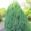 Можжевельник китайский 