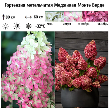 Гортензия метельчатая "Меджикал Монте Верде" 