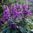 Чистец крупноцветковый 
