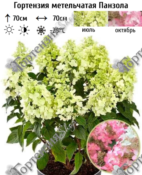 Гортензия метельчатая "Панзола"