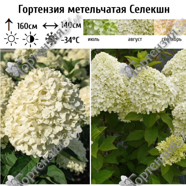 Гортензия метельчатая Селекшн