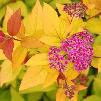 Спирея японская "Файерлайт" 