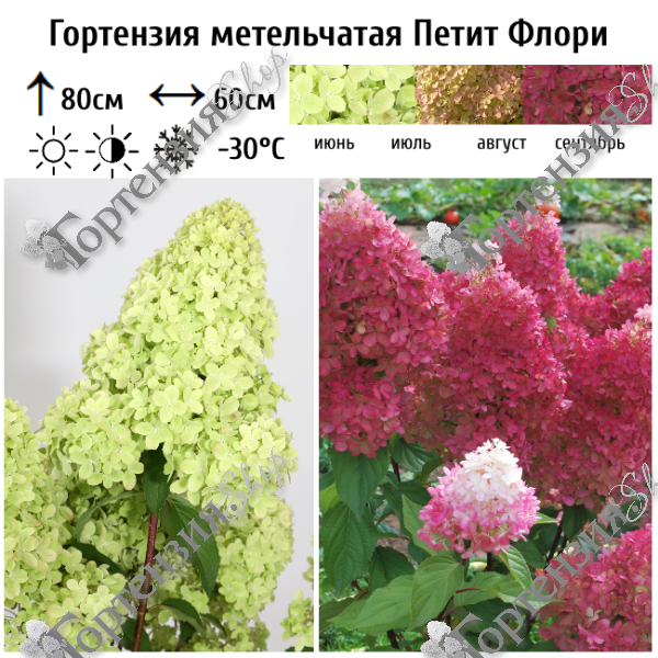 Гортензия метельчатая "Петит Флори"